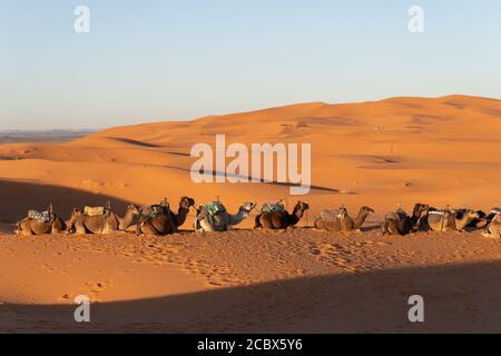 Camels sitting down resting in the Sahara desert at sunset with golden sand  Stock Photo