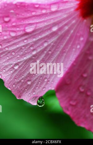 flower of Minerva Rose of Sharon common hibiscus pink  althea water droplets after a rain Stock Photo