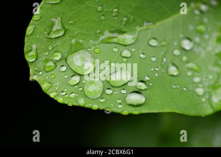 Plants nature natural science Hydrophobic action of water droplets on a plant leaf beading Stock Photo