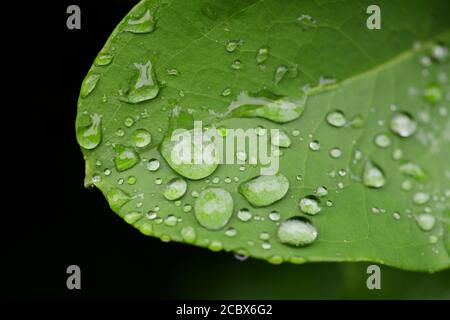 Plants nature natural science Hydrophobic action of water droplets on a plant leaf beading Stock Photo