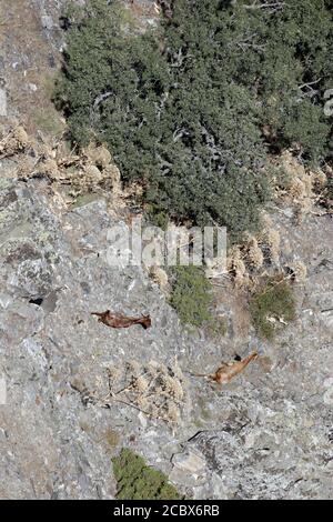 Ida Mountain-Kaz Daglari in Turkey. (in Turkish: Kazdagi, meaning Goose Mountain), Turkey..Ida Mountain has endemic plants and trees .Mountain goats c Stock Photo