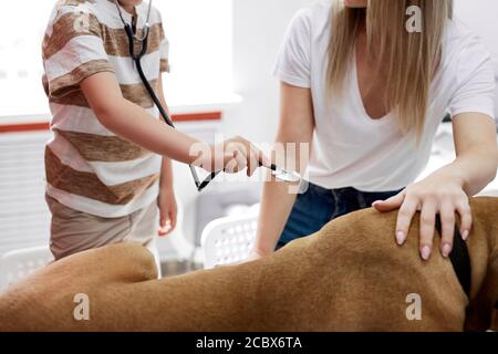 woman and boy check the dog's breathing, use a stethoscope in vet clinic. sick pet lie on table during examining Stock Photo