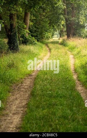 Path through and area of woodland Stock Photo