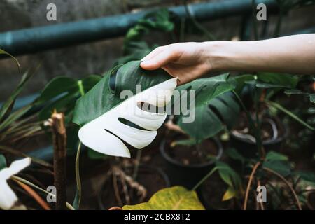 Variegated Monstera deliciosa leaves in woman gardener hand, close-up. Stock Photo