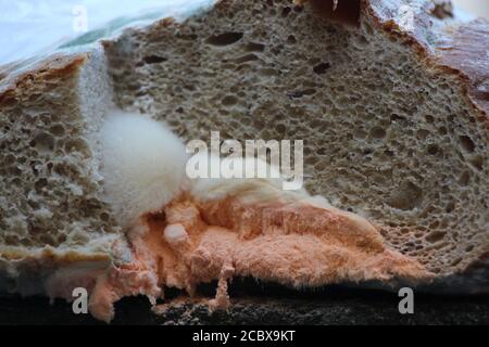 There is a lot of orange mold growing on a chunk of bread. Disgusting. Stock Photo