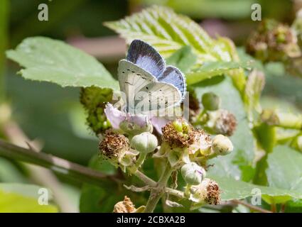 Holly blue butterfly Celastrina argiolus female of the second brood feeding on bramble at Lower Woods near Wickwar in Gloucestershire UK Stock Photo