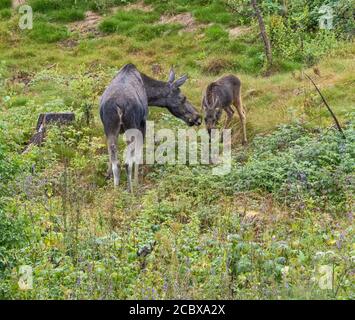 European elk or moose Alces alces cow encouraging her calf to browse on vegetation - central Norway Stock Photo