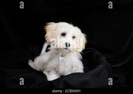 malta terrier posing calmly in the studio Stock Photo