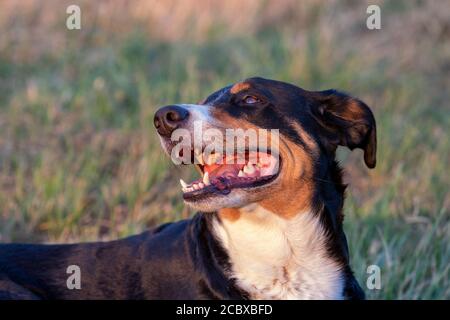 dog lying in the grass outdoors in sunset,Appenzeller Sennenhund Stock Photo