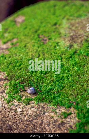 Close view of a rock with algae and shells on the coast Stock Photo