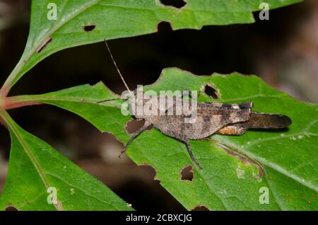 Boll's Grasshopper, Spharagemon bolli, male Stock Photo