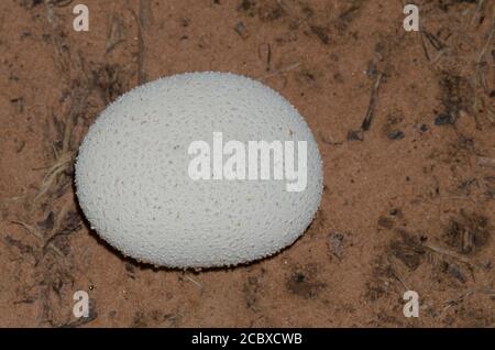 Common Puffball, Lycoperdon perlatum Stock Photo