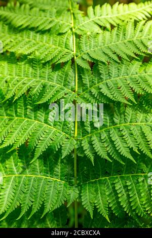Ferns, El Yunque National Forest, Luquillo, Puerto Rico Stock Photo