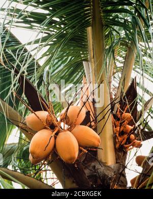 Ripening coconuts on a tree, Cocos nucifera, Malaysia Stock Photo