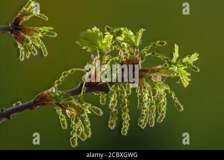 Male catkins of Common Oak, Quercus robur, in early spring, with new leaves Stock Photo
