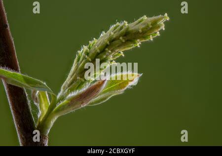 Female flowers, catkin, of White willow, Salix alba, in early spring. Stock Photo