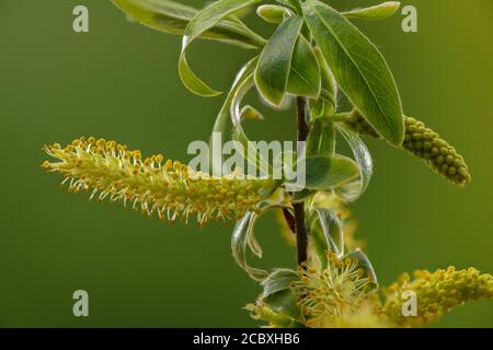 Emerging male catkins of Crack willow, Salix fragilis, in early spring. Stock Photo