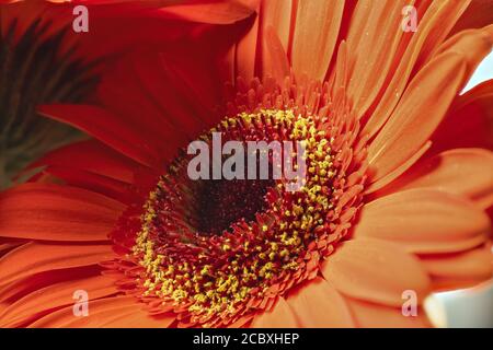 Flower of an Orange Gerbera Daisy (Gerbera jamesonii) Stock Photo