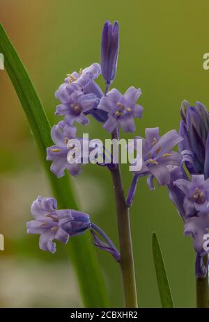 Bluebells, Hyacinthoides non-scripta in flower in spring, showing cream anthers, Stock Photo
