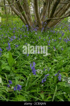 Spring woodland flowers under Hazel coppice, mainly Bluebells and Wild Garlic; Dorset. Stock Photo