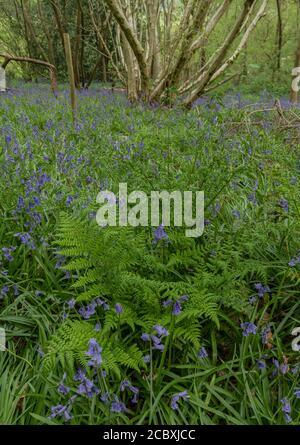 Broad Buckler-fern, Dryopteris dilatata, growing among bluebells in coppice woodland in spring, Dorset. Stock Photo