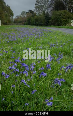 Flowery roadside verge, covered with Bluebells, along the B3082 at Tarrant Keyneston, Dorset Stock Photo