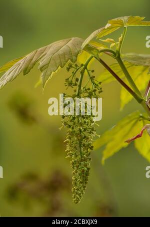 Sycamore, Acer pseudoplatanus, in flower in spring. Stock Photo