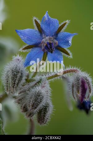 Borage, Borago officinalis, in flower Stock Photo