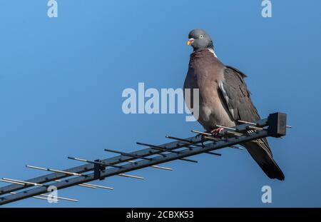 Wood-pigeon, Columba palumbus, perched on television aerial in spring. Stock Photo