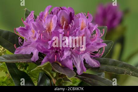 Common rhododendron, Rhododendron ponticum, in flower in spring. Stock Photo