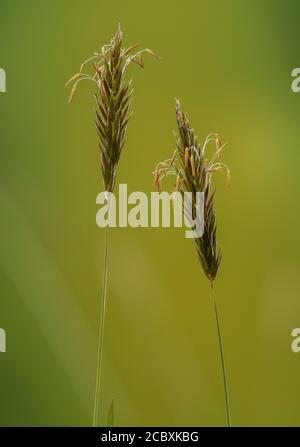 Sweet vernal grass, Anthoxanthum odoratum in flower in meadow in spring. Stock Photo