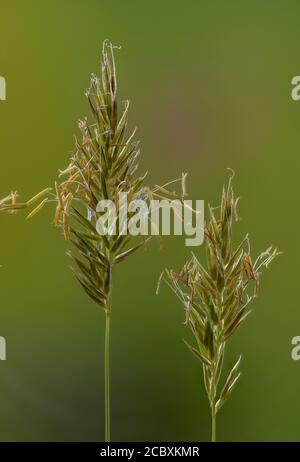 Sweet vernal grass, Anthoxanthum odoratum in flower in meadow in spring. Stock Photo