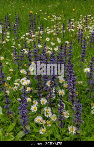 Mown grassland full of Bugle and Daisies in spring, Dorset. Stock Photo