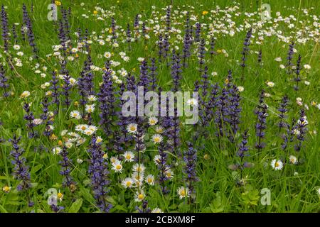 Mown grassland full of Bugle and Daisies in spring, Dorset. Stock Photo