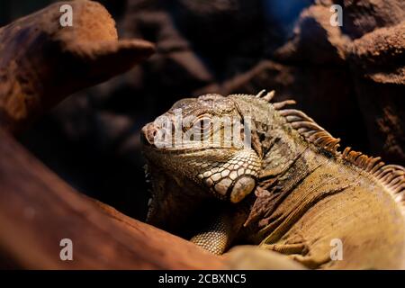 portrait of an old iguana in the shade of a tree Stock Photo