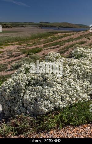 Sea kale, Crambe maritima, in flower on shingle bank, Chesil Beach, Dorset. Stock Photo