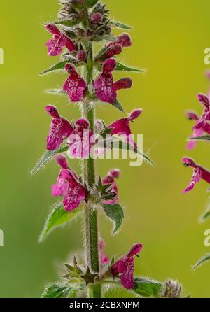 Hedge woundwort, Stachys sylvatica, in flower on woodland edge. Stock Photo