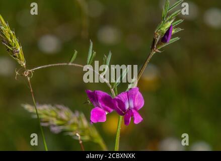 Common Vetch, Vicia sativa ssp. nigra, in flower on sandy heathland, Dorset. Stock Photo