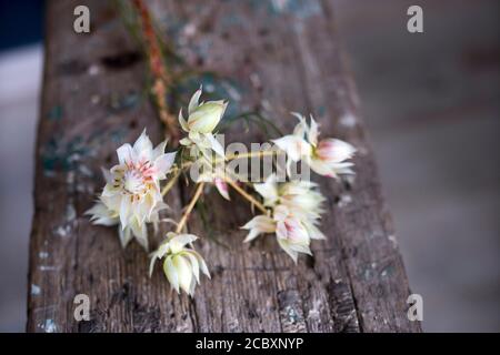 Protea Blushing Bride Flowers on the wooden bench. Serruria florida is a species of flowering plant in the family Proteaceae, endemic to South Africa. Stock Photo