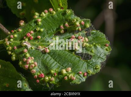 Alder gall mite, Eriophyes laevis, galls on common Alder leaf. Dorset. Stock Photo