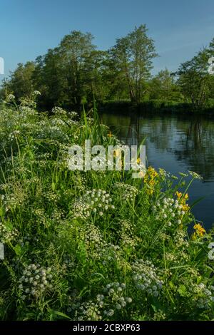 Hemlock Water Dropwort and Yellow Iris growing by the River Stour, with Alder trees beyond. Dorset. Stock Photo