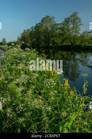 Hemlock Water Dropwort and Yellow Iris growing by the River Stour, with Alder trees beyond. Dorset. Stock Photo