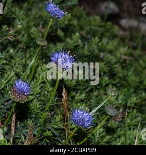 Sheep's-bit (Jasione montana) flowers also known as blue bonnets, blue buttons, blue daisy and iron flower. Stock Photo