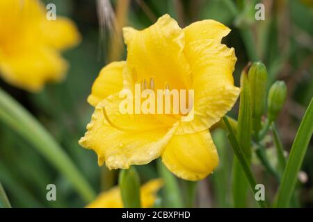 Hemerocallis lilioasphodelus (syn. Hemerocallis flava, known as lemon daylily, lemon lily and yellow daylily, is a plant of the genus Hemerocallis Stock Photo