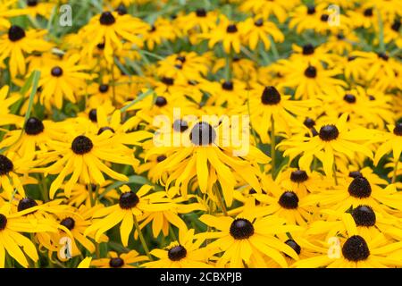 Yellow cone flowers, Rudbeckia fulgida ''Goldsturm'' (also Golden Cone Flower or Black Eyed Susan) growing in Lower Austria Stock Photo