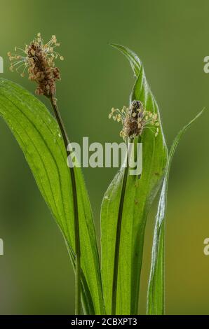 Ribwort plantain, Plantago lanceolata, in flower in early summer. Stock Photo