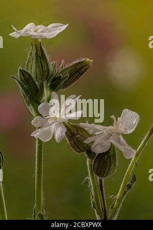 White Campion, Silene latifolia subsp. alba in flower in cornfield. Stock Photo