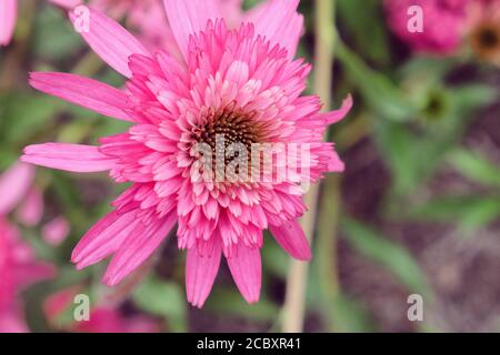 Pink Echinacea purpurea 'Southern Belle'  coneflower in bloom in the summer months Stock Photo