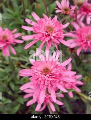 Pink Echinacea purpurea 'Southern Belle'  coneflower in bloom in the summer months Stock Photo