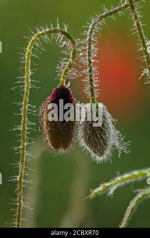 Common Poppy, Papaver rhoeas, buds beginning to open, early morning. Stock Photo